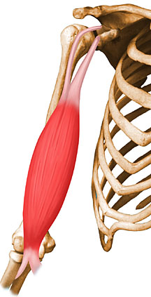 Musculo biceps braquial