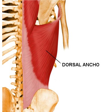 musculo dorsal ancho