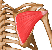 Musculo Infraespinoso