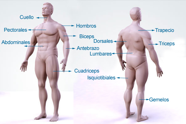 partes cuerpo ejercicios